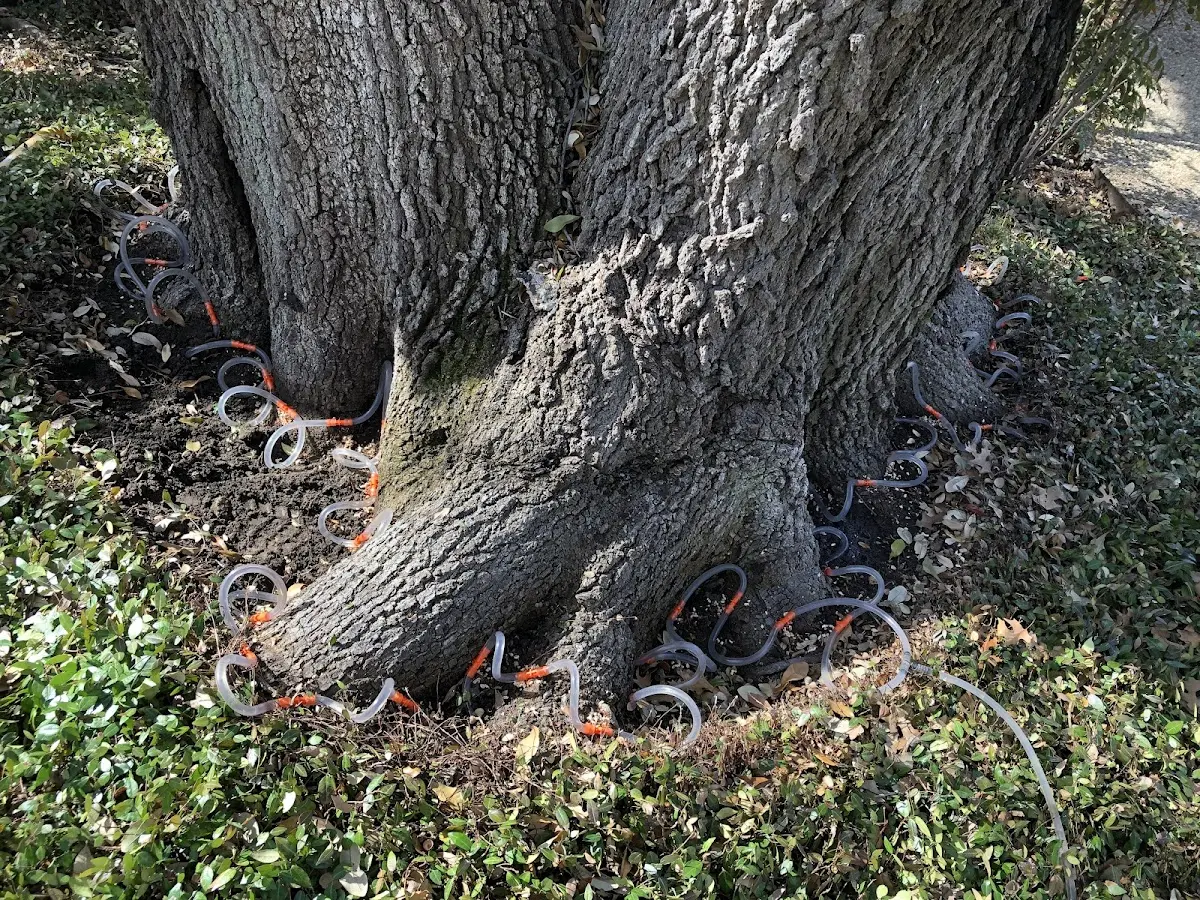 Detailed Tree Cabling and Bracing job site in South Jamesport