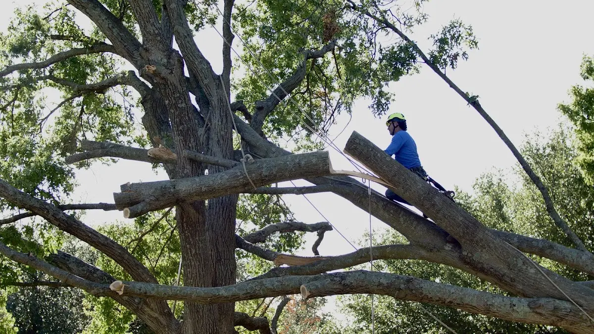 Professional Hazardous Tree Removal performed by certified arborists in South Jamesport