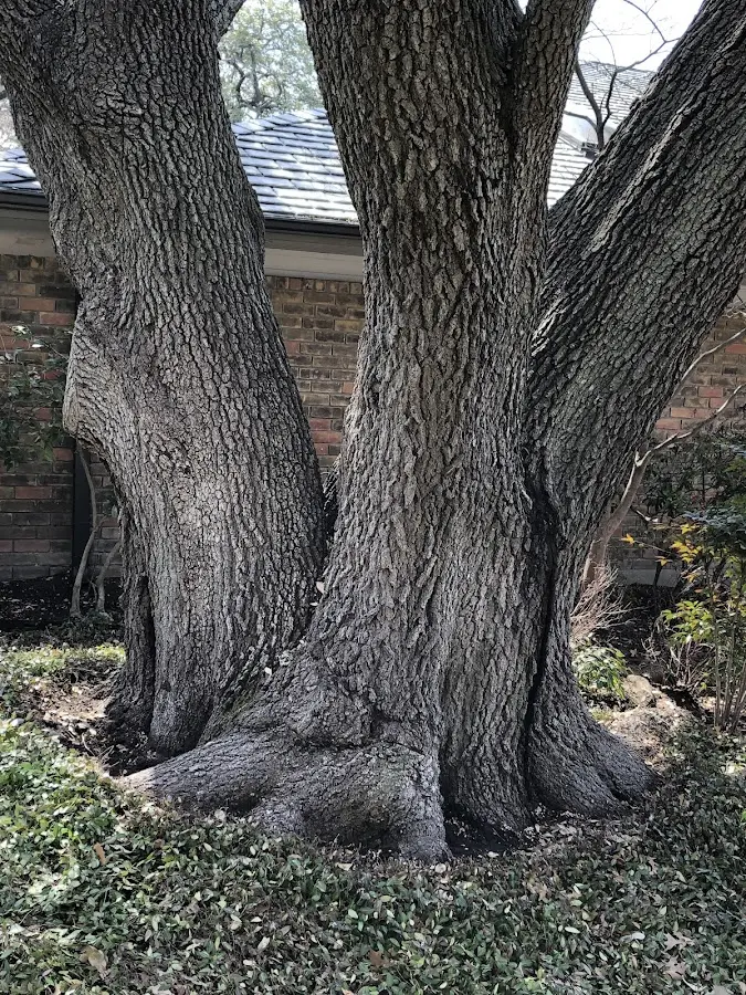 Mature heritage tree close to a South Jamesport property cared for by certified arborists